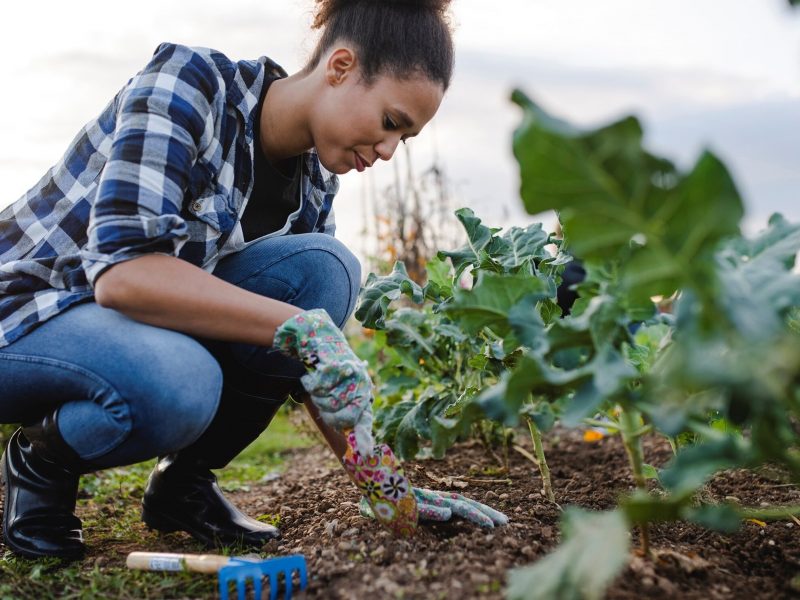 A woman is digging up plants from a garden