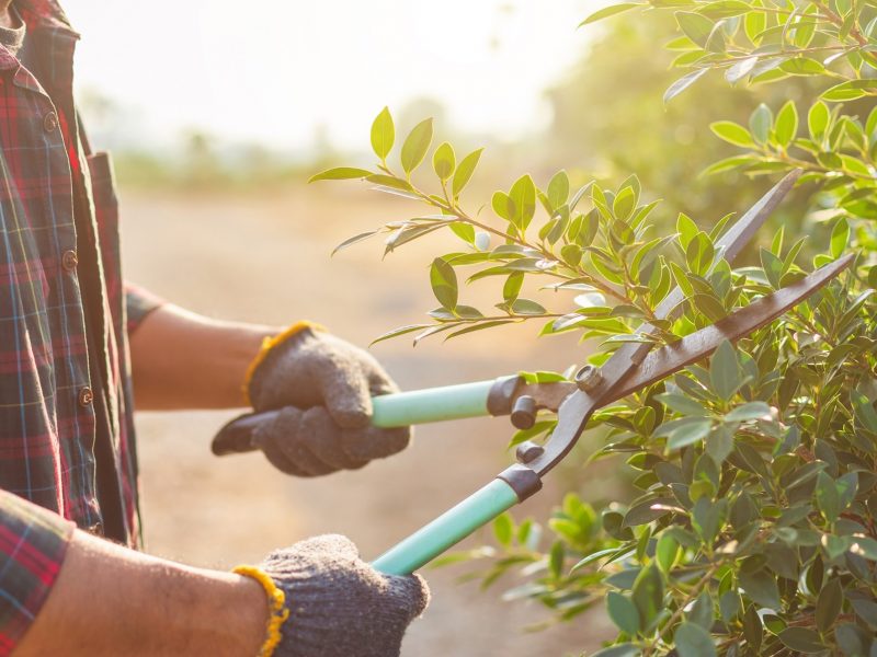 A man trimming a tree with a pair of gardening shears