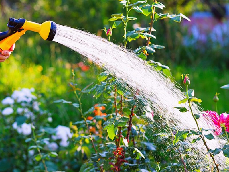 Garden hose attachment watering shrub